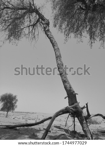 Prosopis cineraria, or Ghaf, is an arid desert tree native to Bahrain, India, Iran, Oman, Pakistan, Saudi Arabia and United Arab Emirates. It is the national tree of the UAE. Black and white image.