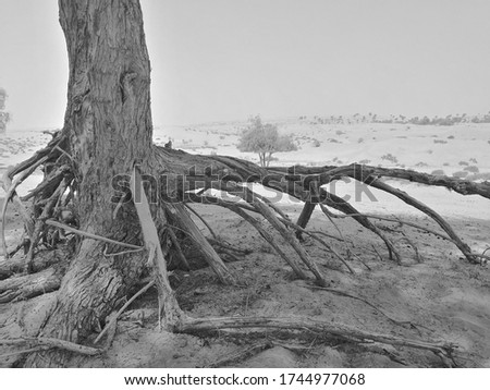 Prosopis cineraria, or Ghaf, is an arid desert tree native to Bahrain, India, Iran, Oman, Pakistan, Saudi Arabia and United Arab Emirates. It is the national tree of the UAE. Black and white image.