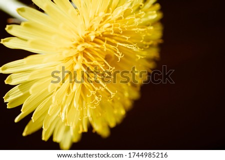A large yellow dandelion on a black background. Flower with pollen on the petals close-up.
