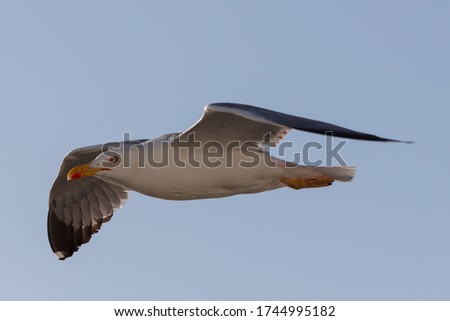 Seagull flying in blue background close up