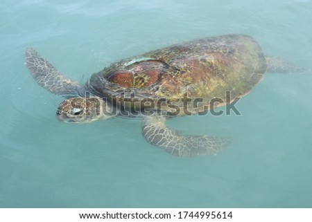 Green sea turtle activity in Bangka Island of Indonesia.