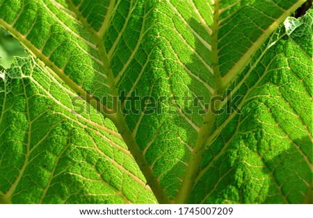 Big green leaf texture background
