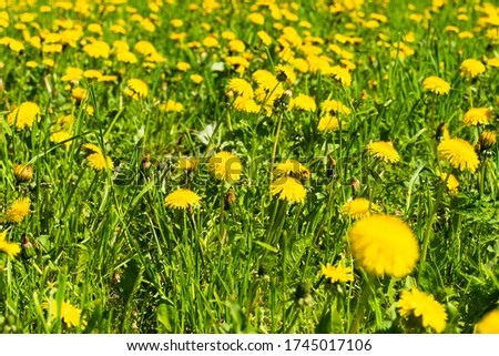 summer field of yellow dandelion flowers in green grass. nature background