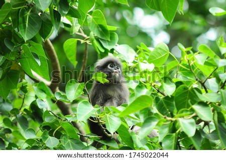 Dusky leaf monkey or langur monkey wildlife sitting in a tree.