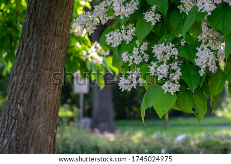 Catalpa bignonioides medium sized deciduous ornamental flowering tree, branches with groups of white cigartree flowers, buds and green leaves Royalty-Free Stock Photo #1745024975
