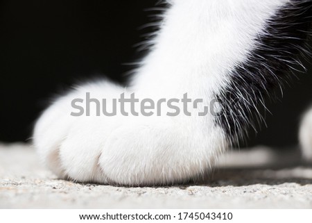 Detail to the furry paw of a white cat.