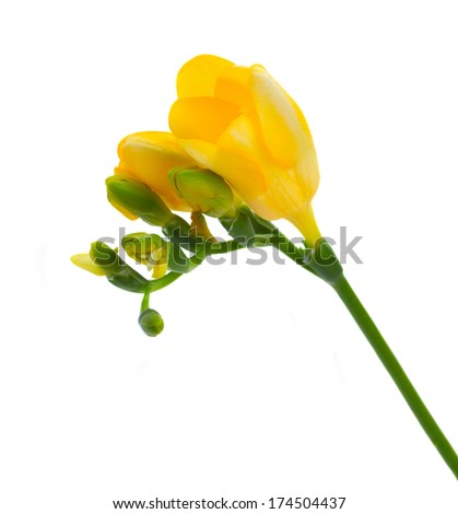 yellow twig with freesias flowers  isolated on white background