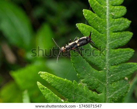 the Earwigs bug on green leaf close up 