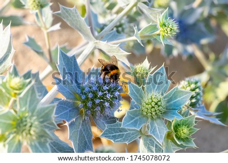 bumblebee pollinates an eryngium maritimum, the sea holly or seaside eryngo. The plant has a very strong and deep root system that allows it to live in the dunes of sand  Royalty-Free Stock Photo #1745078072