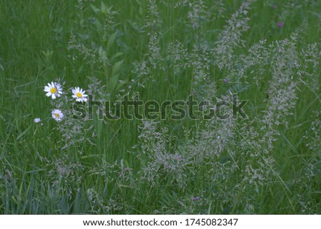 Summer meadow flowers landscape.Herbs and daisies.Soft focus.