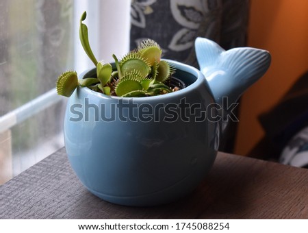 Venus flytrap plant in a blue whale ceramic pot.