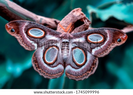 Macro Photography of  Moth on Twig of Plant. Royalty-Free Stock Photo #1745099996