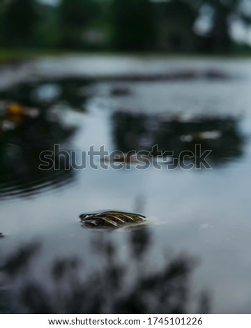 This is a photo of a leaf floating in a puddle taken in Newark, Ohio.