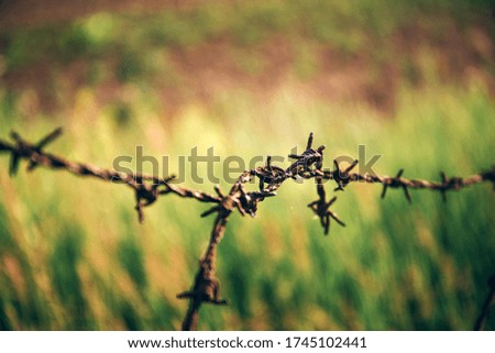 Rusty steel barbed wire on blurred background