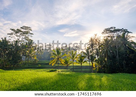 View of beautiful nature environment, lush green palm trees growing on rice fields during sunrise. Morning light on rice fields surrounded by rainforest with coconut trees. Bali, Indinesia