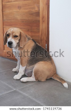Cute dog beagle is sitting on floor