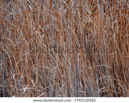A full frame picture of grass with yellow orange and grey tones. 