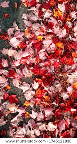 Autumn's beautiful colour that makes you FALL in love.