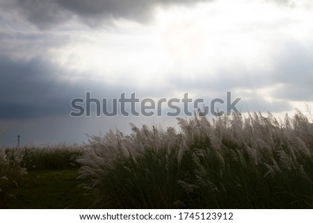 Eulalia grass wih nice clouds with beam