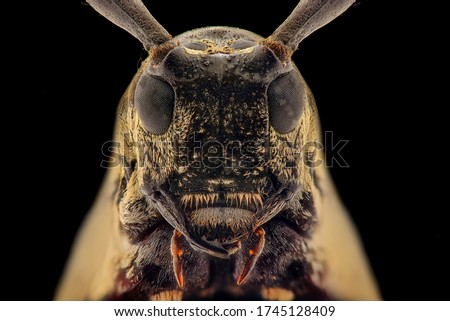 Long Horn Beetle face photo using extreme macro techniques. Extreme Close-up.


