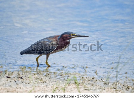 Adult Green Heron in Southwest Florida 