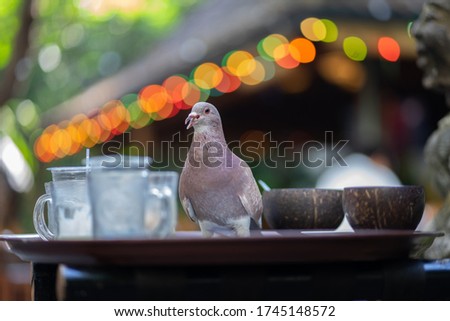 Photo of a brown pigeon smile when shooting. There are three glasses of mineral water drinks and two bowls of food. There is a colorful lamp behind it.