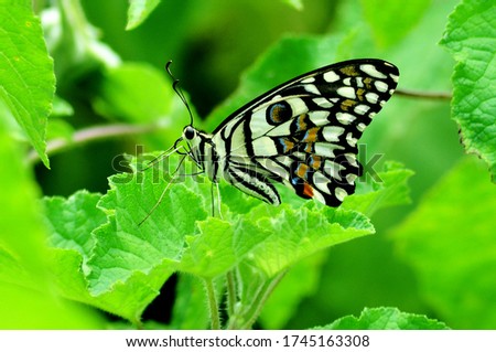 Butterfly on green leafs beautiful looks 