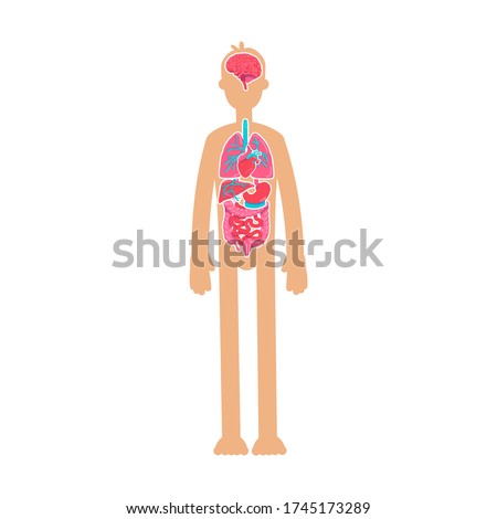 Human body anatomy flat color vector faceless character. Educational physiology. Inner organism system. Internal organ in male body isolated cartoon illustration for web graphic design and animation