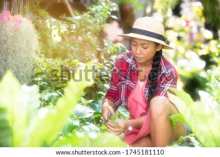 Asian women wear hats, take care of plants, flowers in the garden, hobby and outdoor gardening. Nature background, sunny outdoors.
