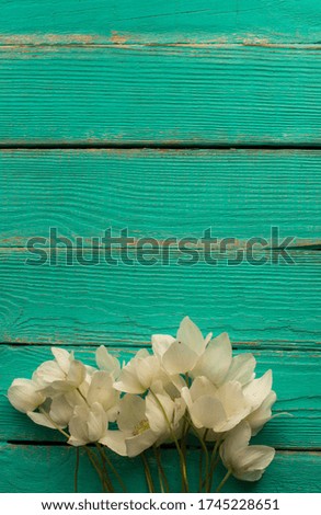 White flowers  on green mint background 