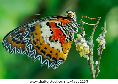 A butterfly is laying its eggs in a bush.