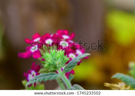 The beautiful red flowers blurred behind buds