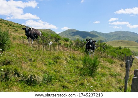 Herd of cows in French field