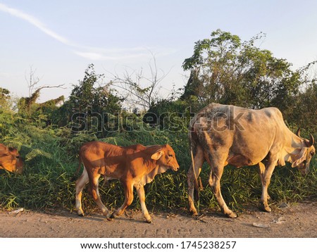 Beautiful cow in the meadow.Image of group cow and background of blue sky and green grass.The cow is eating grass in the field.Nature pictures.Farm landscape.Native cattle in asia.