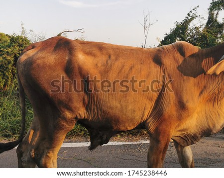 Beautiful cow in the meadow.texture serface skin of large  cow and background ,The cow is eating grass in the field.Nature pictures.Farm landscape.Native cattle in asia.