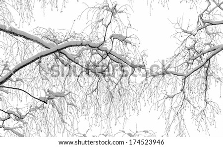 The snow-covered branch of a tree in winter park Izmailovo - Moscow, Russia