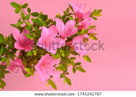 lovely pink spring flower royal azaleas blooming in May