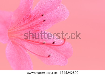 lovely pink spring flower royal azaleas blooming in May