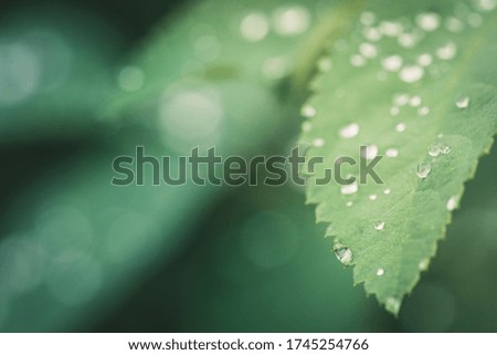 Fresh green leaves with water drops in the garden. Selective focus. Shallow depth of field.