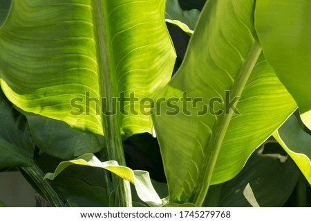 Close-up of the lower part of the back, the Dumb Cane leaf that looks beautifully curvy. tropical green leaf texture as background.