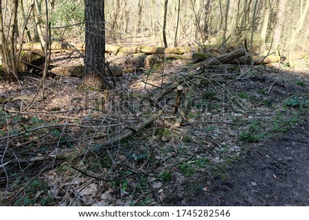 view of fallen and sawn off trees in a forest