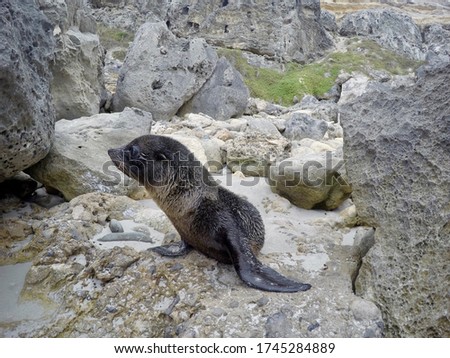 Fur Seal Pup searching for mum. Kangaroo Island South Australia.