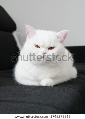 Beautiful British Shorthair cat. Snow white with orange eyes. 