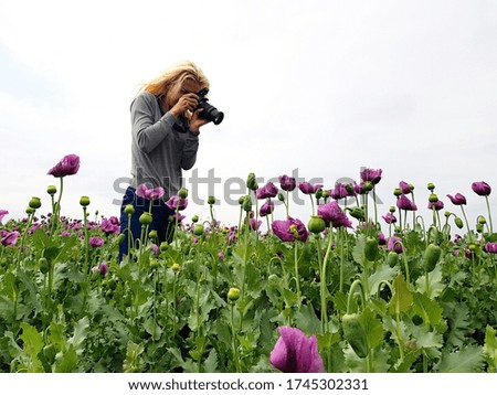 young woman taking photos in purple poppy field
