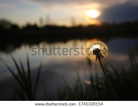 Dandelion at sunset. Sunset on the river. Dandelion on the river.