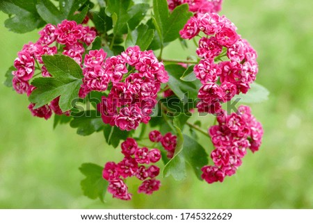 close-up of pink flower and green leaves on the tree, delicate spider web and dew, spring and summer in the garden, front view