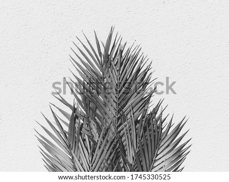 Summer abstract black and white photography of palm leaf over white wall.