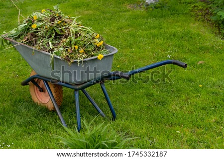 A garden wheelbarrow full of weeds, dandelions. removal and destruction of weeds in the garden. seasonal work in the garden concept