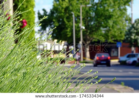 Fresh green garden flower detail with long stems and blurred street scene of cars and people. diminishing perspective. blue traffic and road sign in the distance. bright green trees. soft background