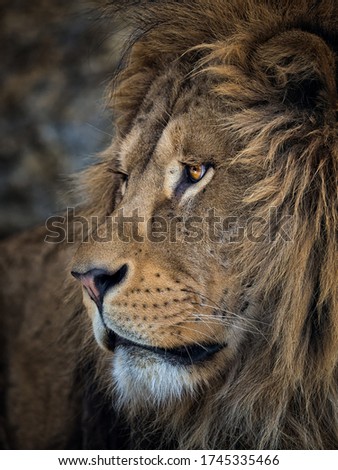 Portrait of lion looking detail
